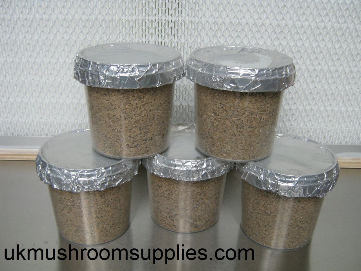 Large grow pot only, PFtek, brown rice flour, mushroom grow pot sterile, ready to use.